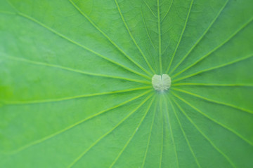 Fototapeta na wymiar Close-up of fresh green big lotus leaf