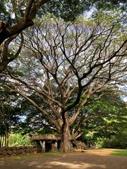 Majestic old tree in the forest, Mauritius Island
