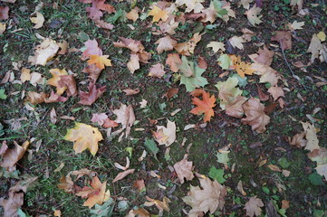 autumn leaves on grass