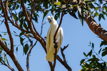 White Sulphur Crested Cockatoo. Sydney Botanical Gardens