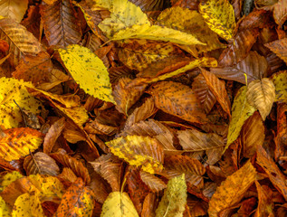 Autumn leaves on the ground. Autumn leaves pattern