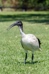 Black and White Australian White Ibis Large Wading Bird