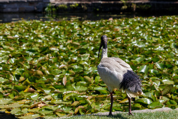 Fototapeta premium Black and White Australian White Ibis standing near lily covered pond