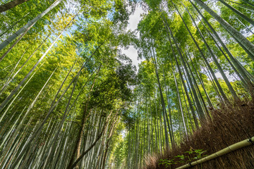 Naklejka premium Beautiful famous landmark green bamboo rainforest Bamboo Grove or Sagano Bamboo Forest is a natural forest of bamboo pathways in Arashiyama, Kyoto, Japan. idea for rest relax enjoy lifestyle