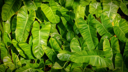 Fototapeta premium Fresh Green leaves pattern background, Natural background and wallpaper