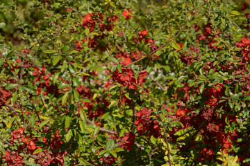 red flowers of choenomeles hybrid crimson and gold quince in spring sun, flowering quince blossoms as a springtime background