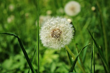 White delicate dandelion flower head after flowering on a green field in spring