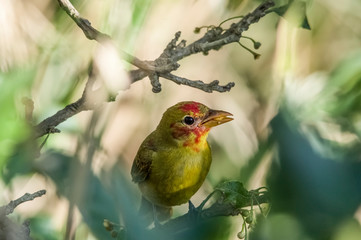 Olive-backed Euphonia. Alajuela. Costa Rica