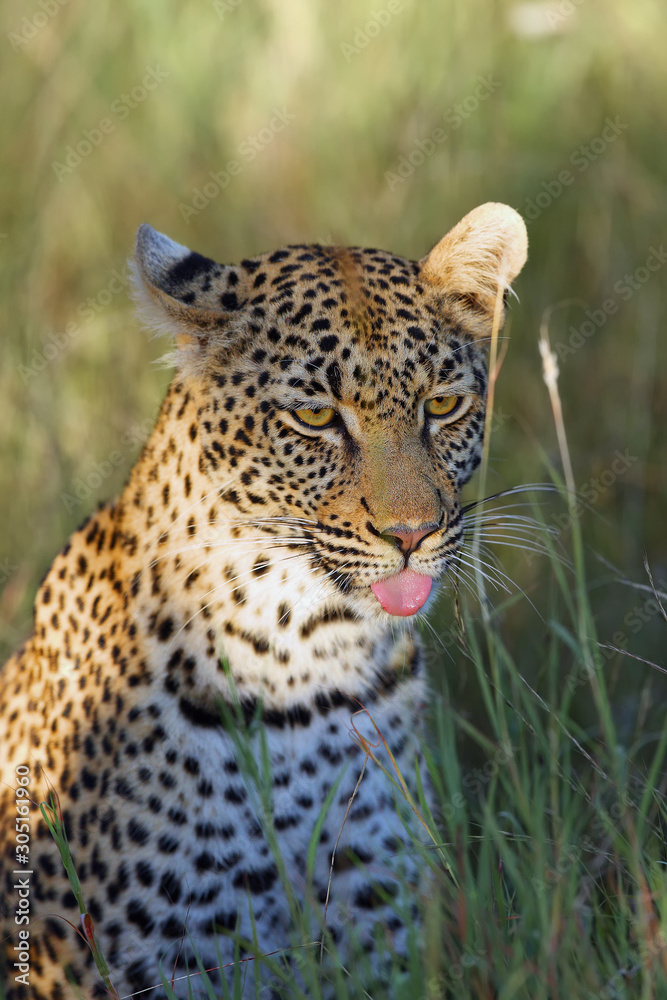 Sticker The African Leopard (Panthera pardus pardus) - Young female portrait with sticking out tongue in the last morning light.