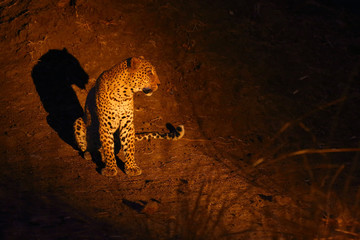 The African leopard (Panthera pardus pardus) big male in his territory on the ground at night.African atmosphere with big cat.