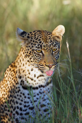 The African Leopard (Panthera pardus pardus) - Young female portrait with sticking out tongue in the last morning light.