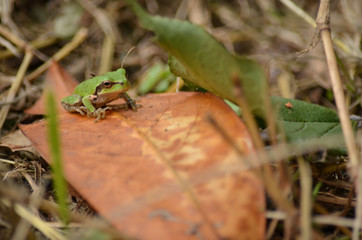 green frog on leaf