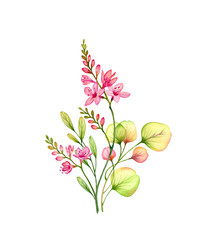 Watercolor transparent red freesia flowers and eucalyptus branch. Colourful tropical bouquet isolated on white. Botanical floral illustration for wedding design, cosmetic packaging, advertising