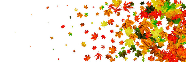 Naklejka na ściany i meble Autumn leaf background. November falling pattern. Thanksgiving season concept