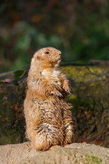 Brown Prairie Dog standing Upright Looking away from the Camera