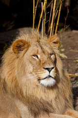Majestic Male Lion Sitting in the Sun