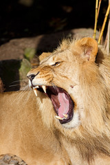 Angry Male Lion Snarling and Bearing Teeth Aggressively
