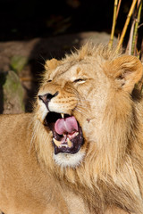 Male Lion Licking the Inside Of His Mouth