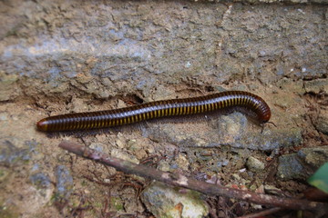 An Asian giant millipede or Thyropygus spirobolinae sp spotted during a trekking tour in Bokor National Park or Preah Monivong National Park in Kampot Cambodia