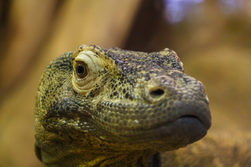 Komodo Dragon Giant Reptile Close Up Headshot