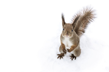 curious fluffy squirrel sitting on snowy park ground, closeup view