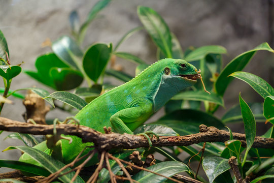 Fiji Banded Iguana With Food In Its Mouth