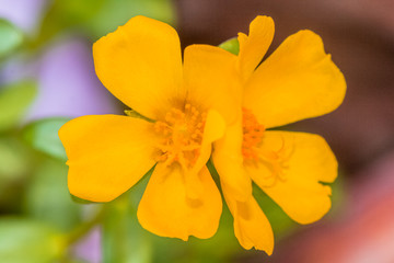 Obraz na płótnie Canvas Fleurs jaunes de pourpier 