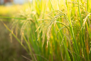 Rice in field conversion test at North Thailand,rice yellow color