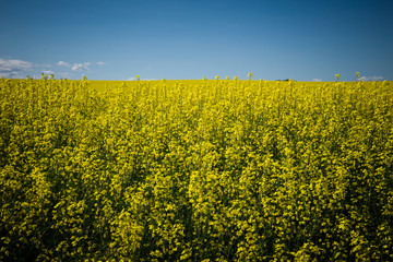Bright yellow canola fields in Alberta, Canada, Red Deer County. Beautiful contrast with blue sky; summer concept, freedom concept, travel concept, nature concept