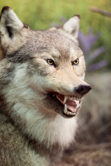 Fototapeta premium Stuffed wolf. The head of a wolf. Taxidermy. Making stuffed animals.