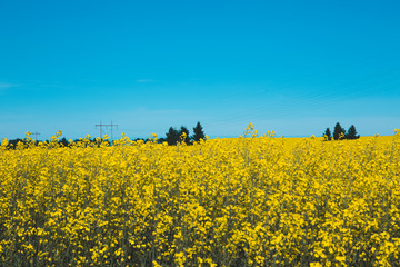 Bright yellow canola fields in Alberta, Canada, Red Deer County. Beautiful contrast with blue sky; summer concept, freedom concept, travel concept, nature concept