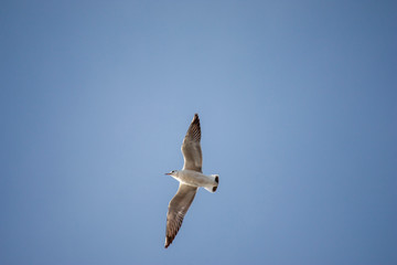White seagull in flight. Seagull flying in the blue sky. One Seagull flies in the sky.