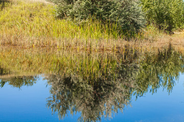 reflection of trees in water