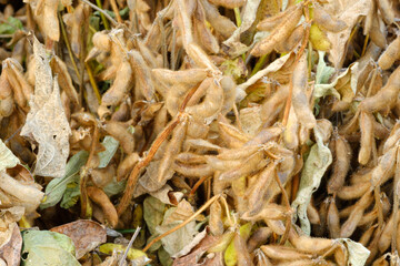 Close up dried soy bean