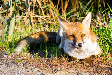 Naklejka na ściany i meble Alberese (Gr), Italy, fox close up in the maremma country, Italy