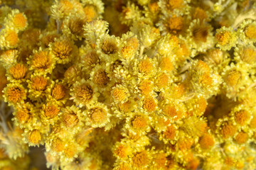 Bunch of dead flowers of immortelle as a background. Helichrysum arenarium or dwarf everlast, closeup.