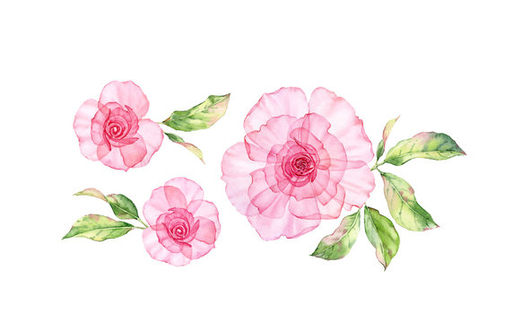Watercolor Transparent Rose floral set. Big pink flowers and colourful leaves isolated on white. Hand painted botanical illustrations bundle for wedding design, advertising, packaging 