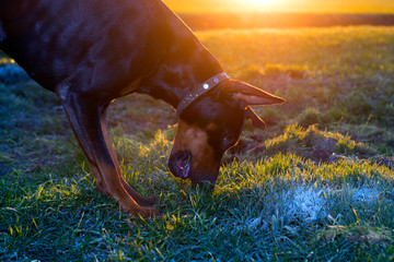 Doberman dog digs hard soil in search of a rodent or ground squirrel, in a green field of winter wheat in late autumn, early in the morning in the frost against the backdrop of the rising sun