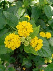 flor amarilla con hojas verdes