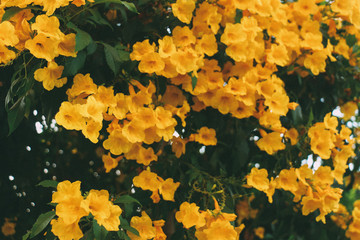 flowers in the garden at ayutthaya