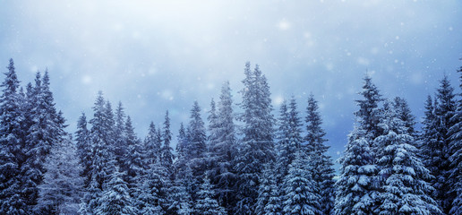 Fototapeta na wymiar Verschneiter Nadelwald-Weihnachtskarte oder Hintergrund