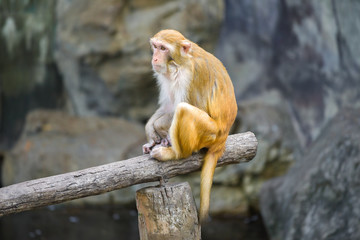 Rhesus Macaque  close up. Thailand