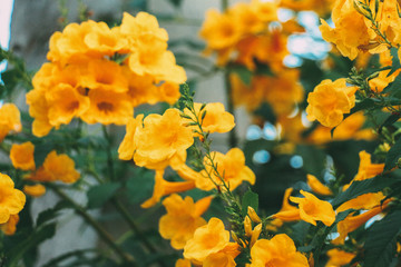 flowers in the garden at ayutthaya