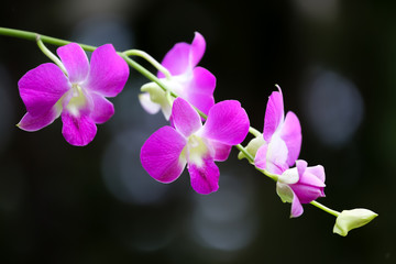 Fototapeta na wymiar Close up of beautiful purple orchid in garden