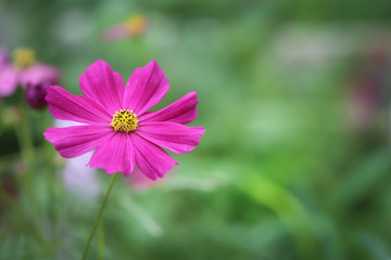 Cosmos flower with blurred nature copy space background