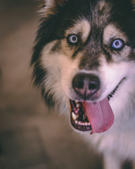 Husky dog with tongue out