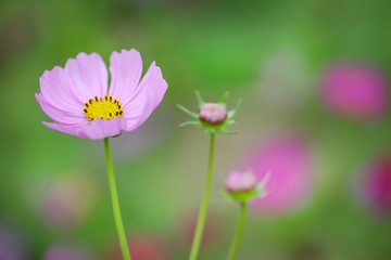 Fototapeta premium Cosmos flower selective focus with blurred nature copy space background