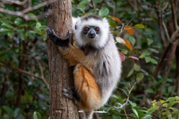 Diademed Sifaka hugs the Palm tree. Lemur. Madagascar