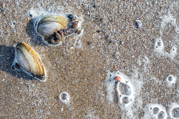 Large and small river shells on a sandy beach. Surf waves with foam bubbles on the water. Sea background close-up. Top view. The surface of the shooting table lay flat. Copy space
