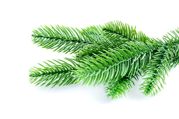 Christmas tree branch on a white background. Element of christmas composition.